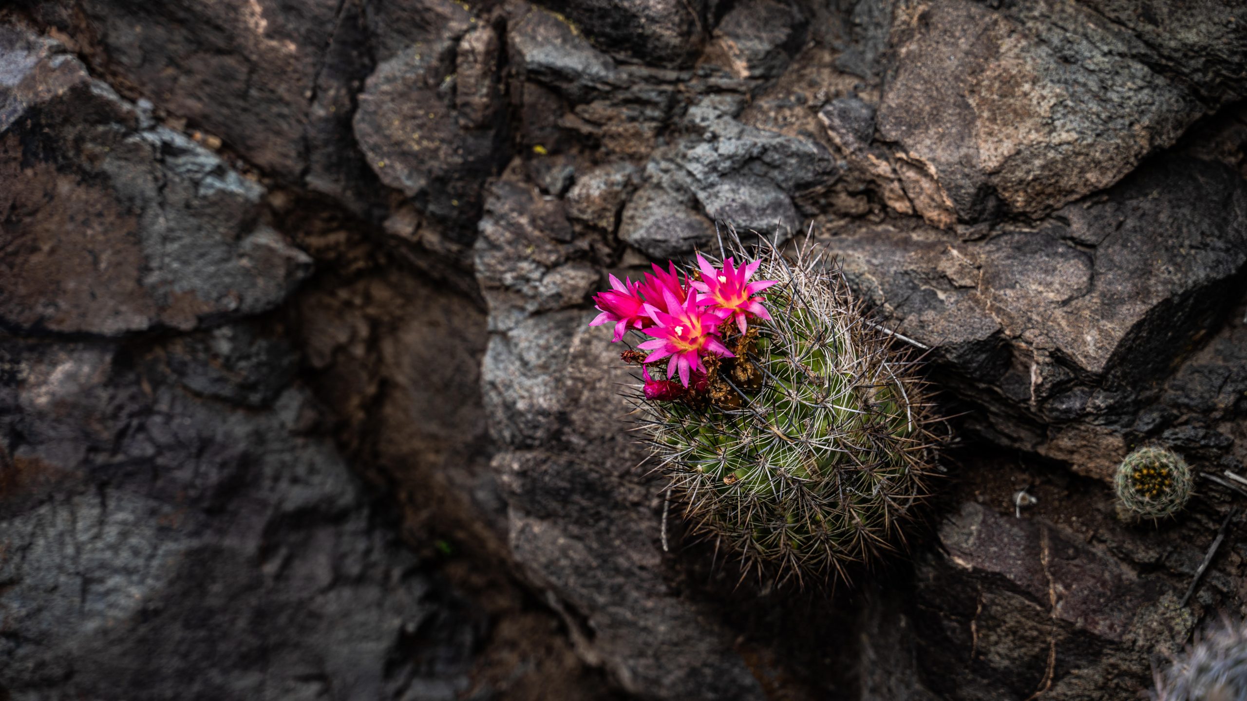 Arte y biodiversidad en el cerro La Giganta