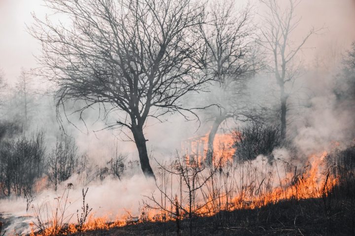 ¿Cómo recuperar los suelos afectados por los incendios?