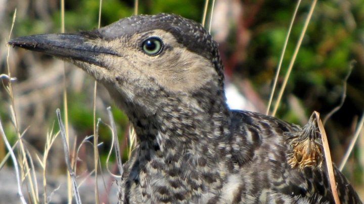 Tecnología identifica aves a partir de sus cantos