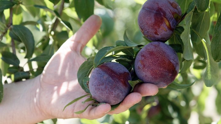 Ciruela desarrollada en Chile conquista mercados