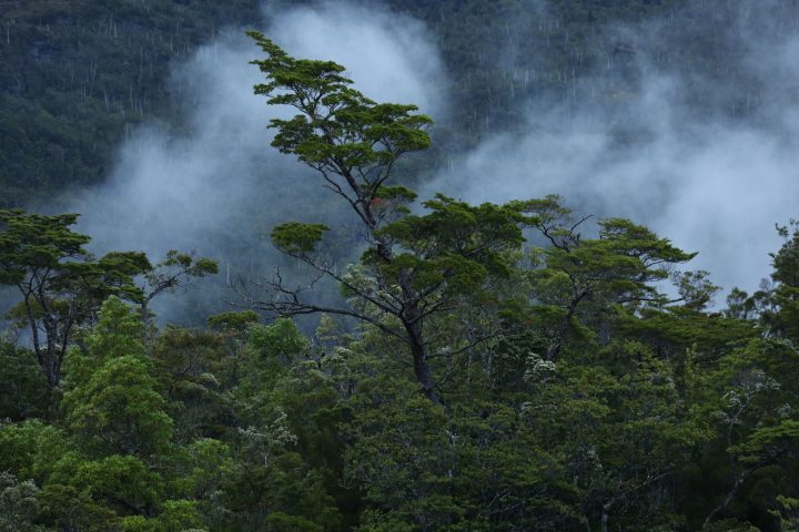 Patagonia chilena, el gran captador de carbono