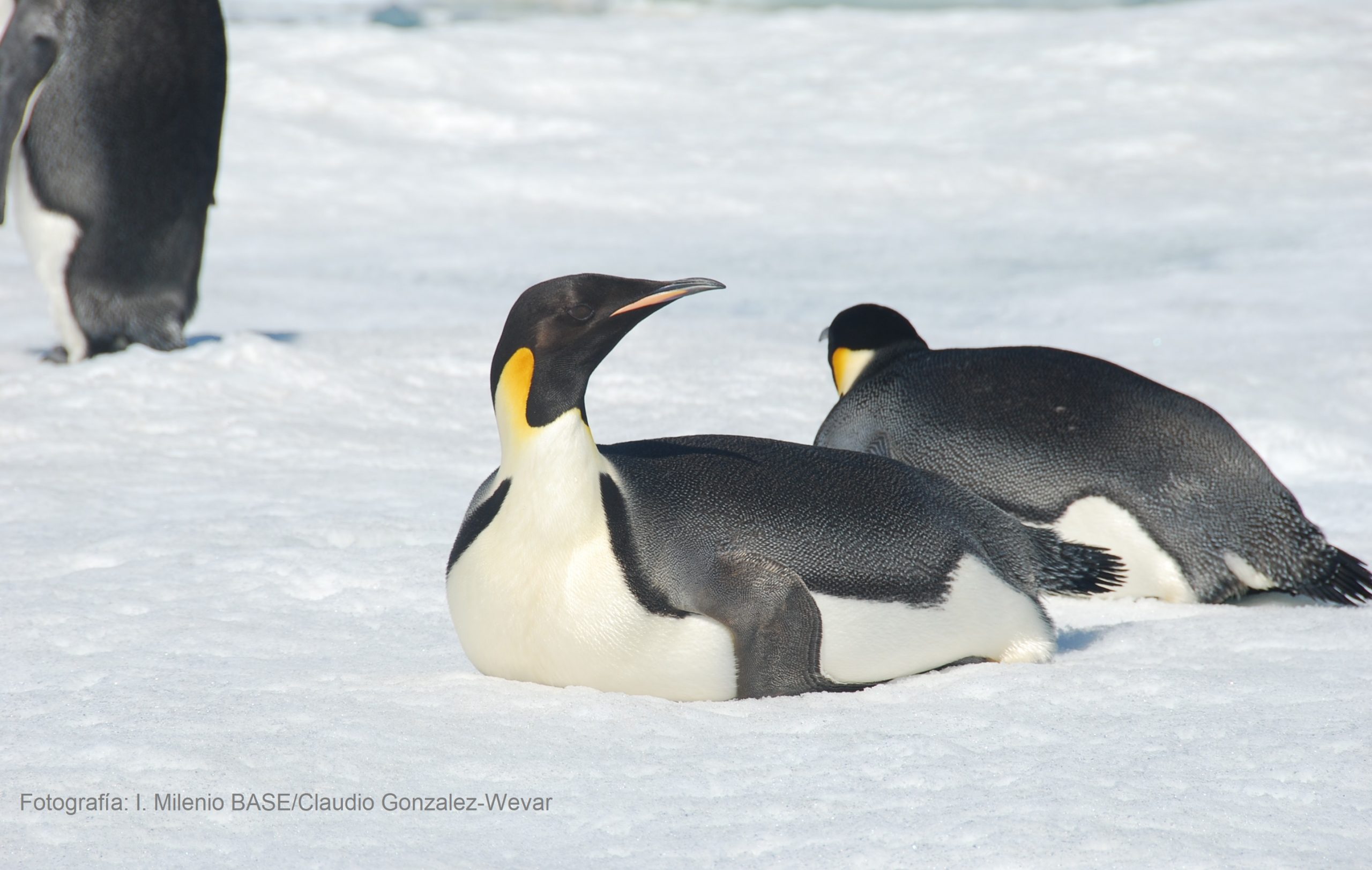 La mejor apariencia del gran pingüino Emperador