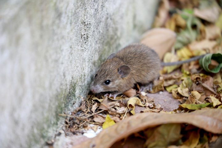 ¿Qué medidas seguir para evitar el Hantavirus?