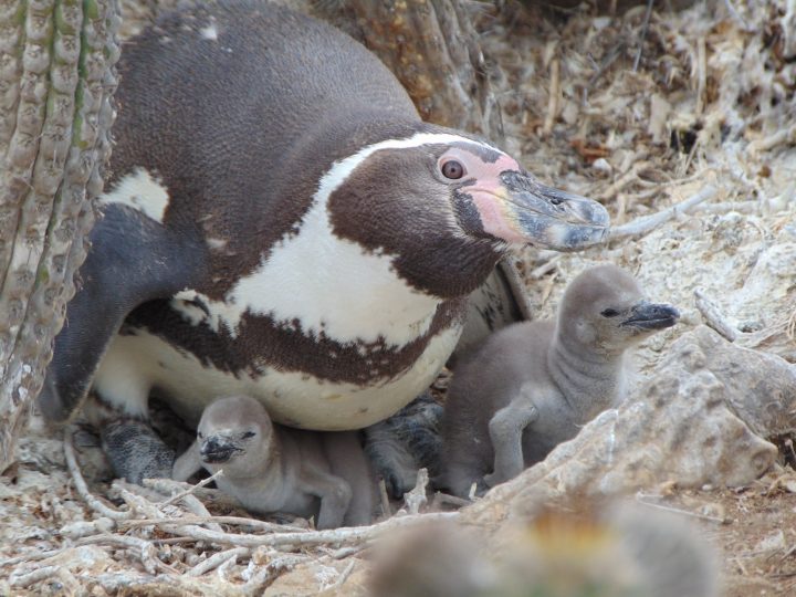 Gripe aviar golpea poblaciones de Pingüino de Humboldt