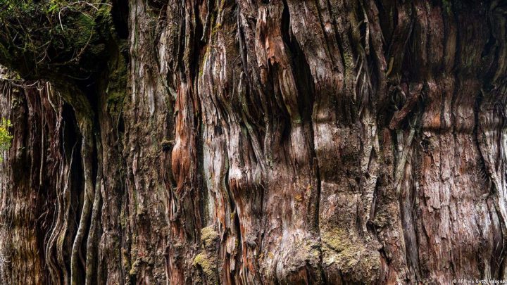 Alerce chileno podría ser el árbol más viejo del mundo