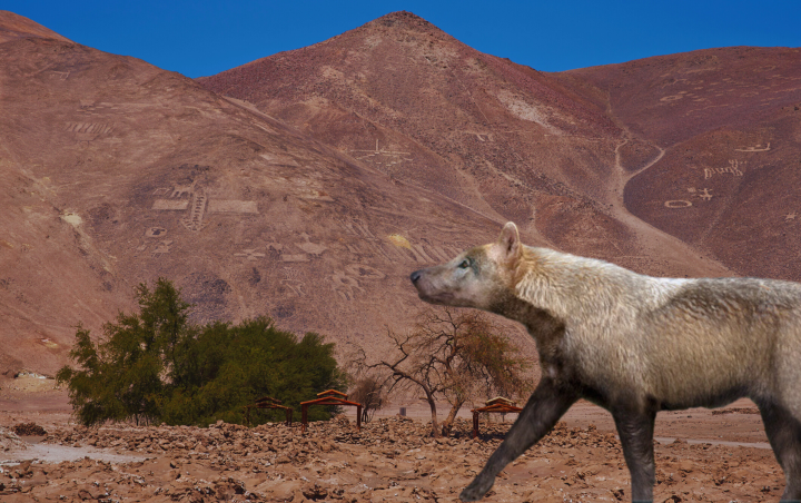 Antepasados del perro recorrían el norte hace 14 mil años