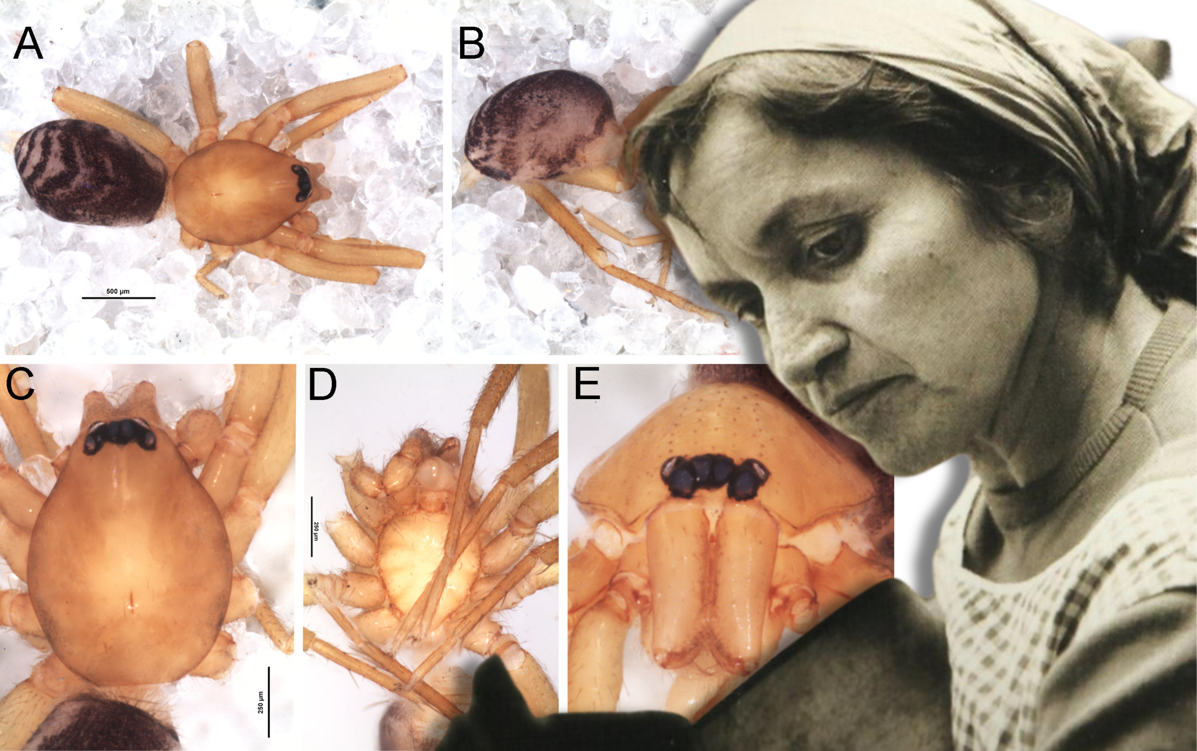 Violeta Parra, la nueva especie de araña autóctona