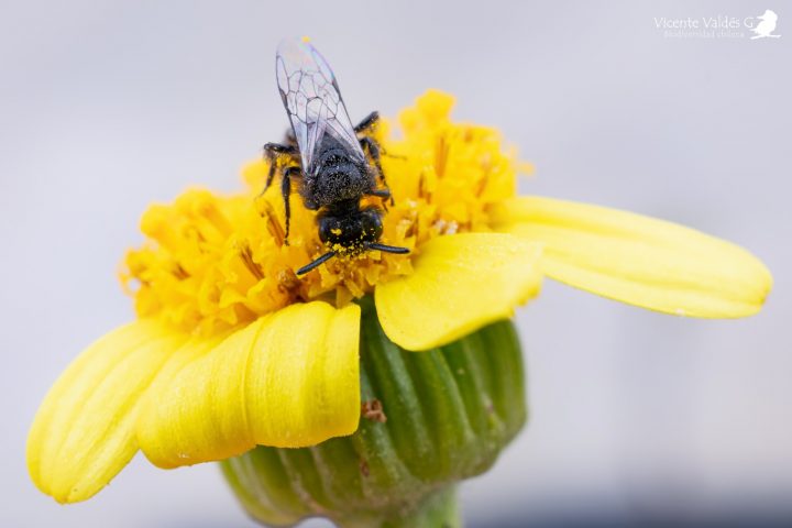 Un homenaje fotográfico a las abejas de Chile