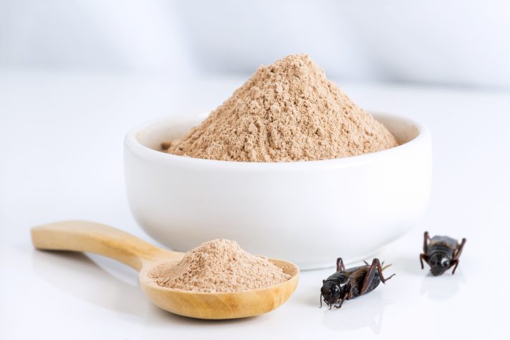 ¿Comer insectos? Una alternativa nutricional