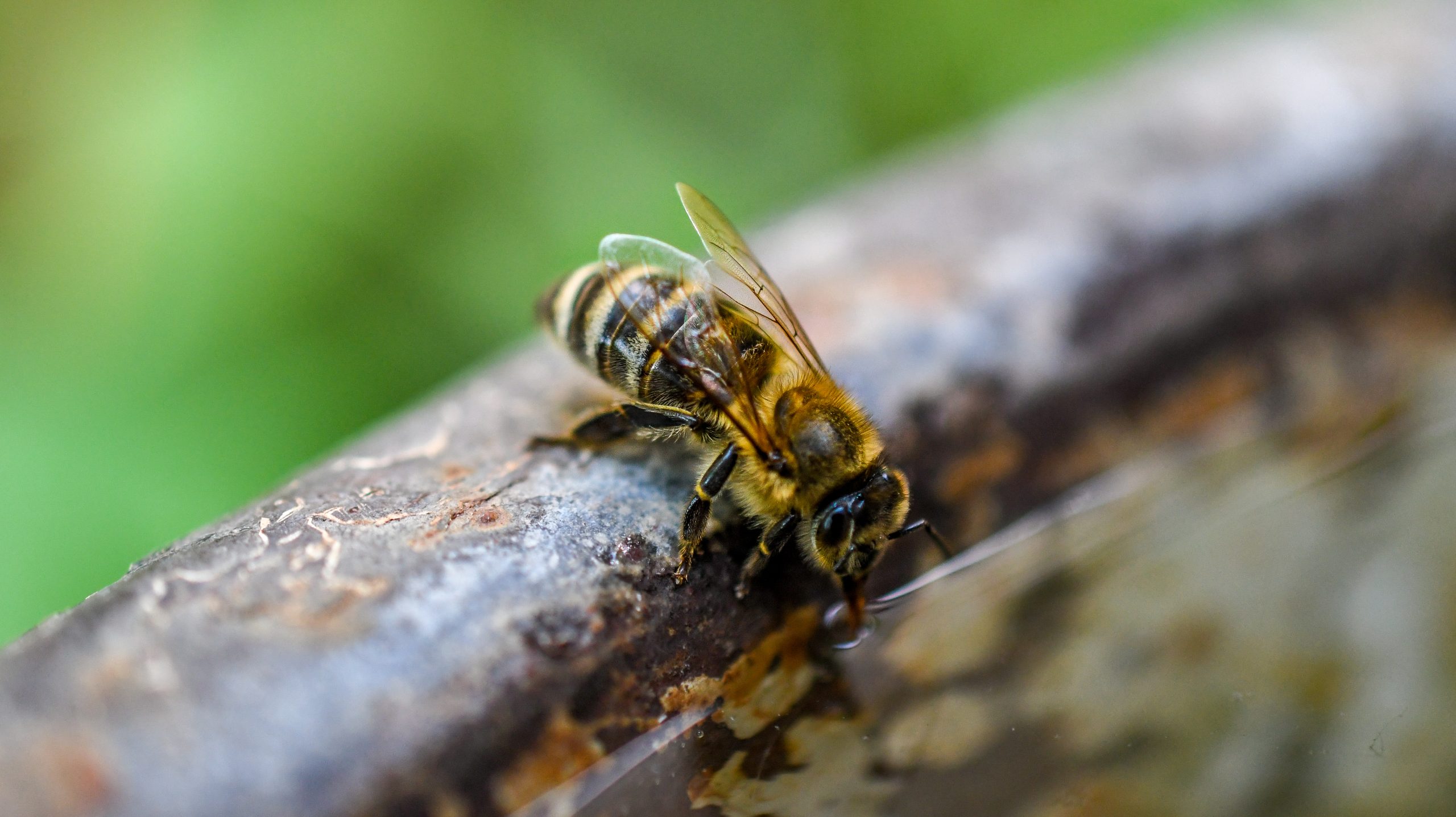 ¿Por qué importa proteger a las abejas?