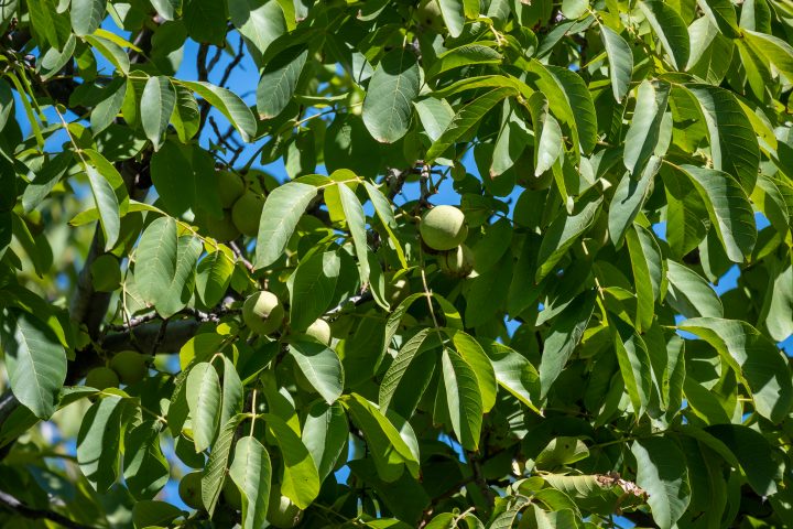 ¿Qué es el primer biopesticida hecho de plantas nativas?