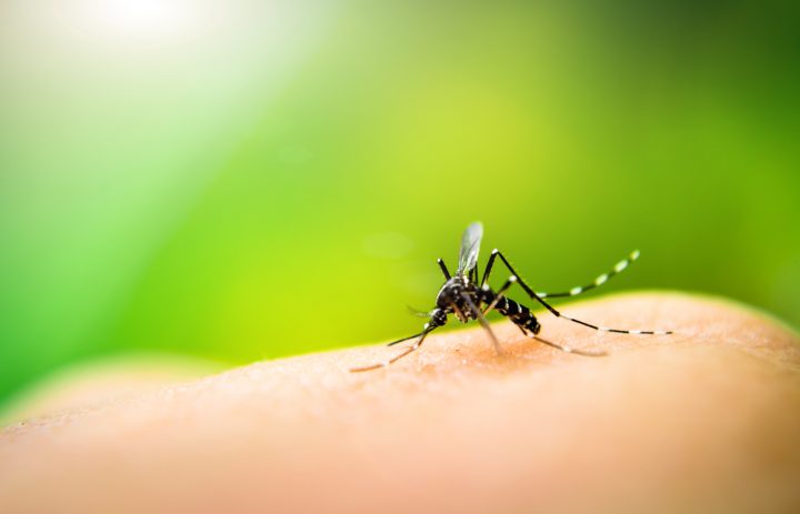 ¿Cómo evitar el mosquito transmisor del dengue?