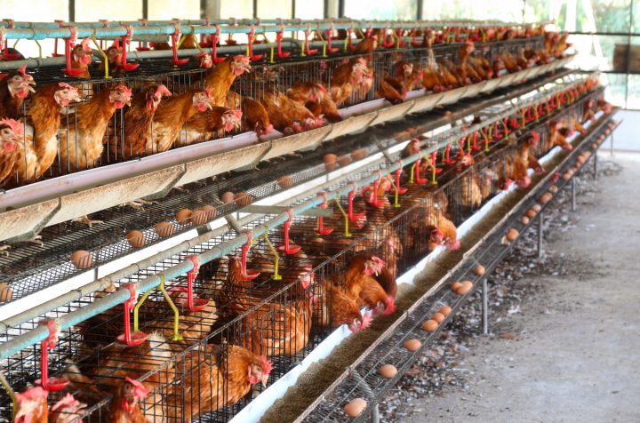 Gripe aviar: ¿Cómo afecta la producción de alimentos?
