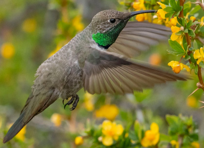 Presentan estrategia para la conservación de aves