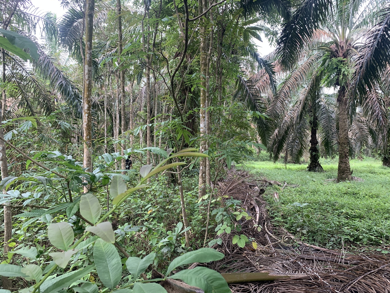 Islas de árboles contrarresta el daño de monocultivos