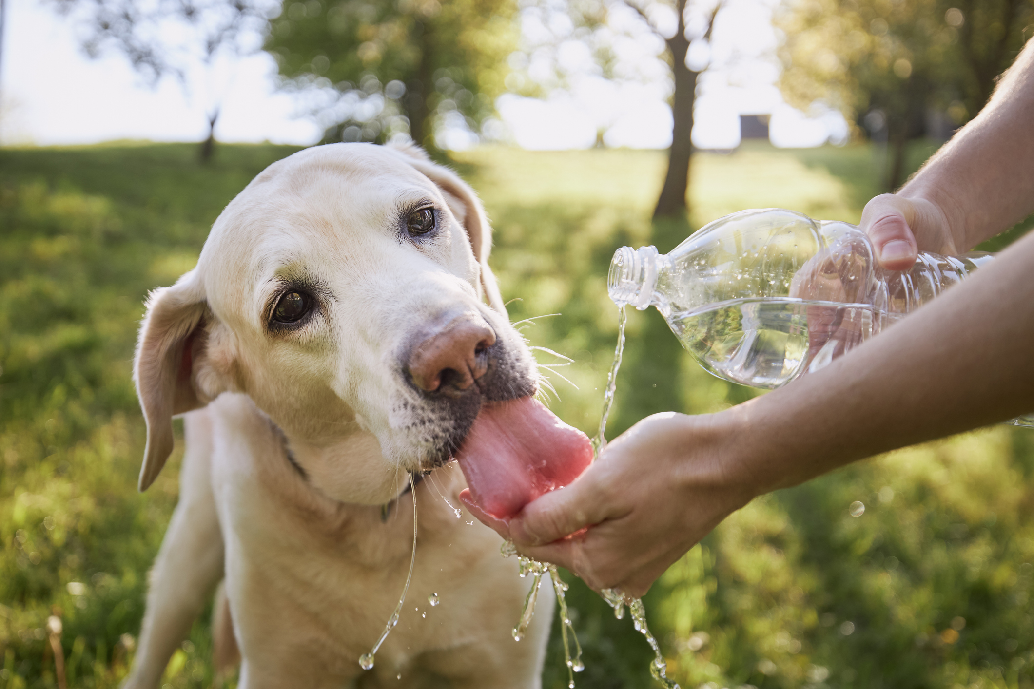 Calor y contaminación aumentan agresividad de perros