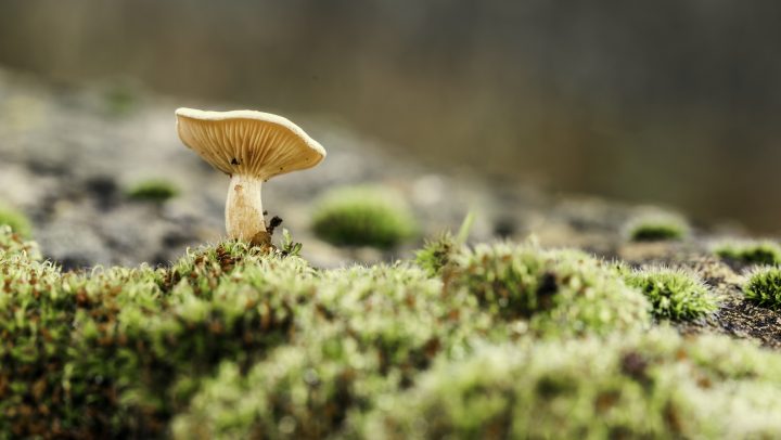 ¿En qué fijarse para evitar los hongos venenosos?