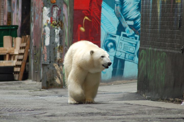 Animales viajaron un 73 % más lejos en cuarentenas