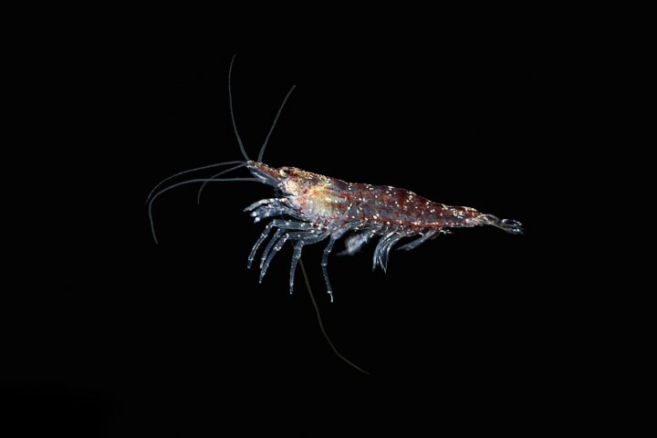 La batalla por la protección del krill en la Antártica