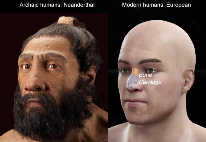 Un legado neandertal: la altura nasal