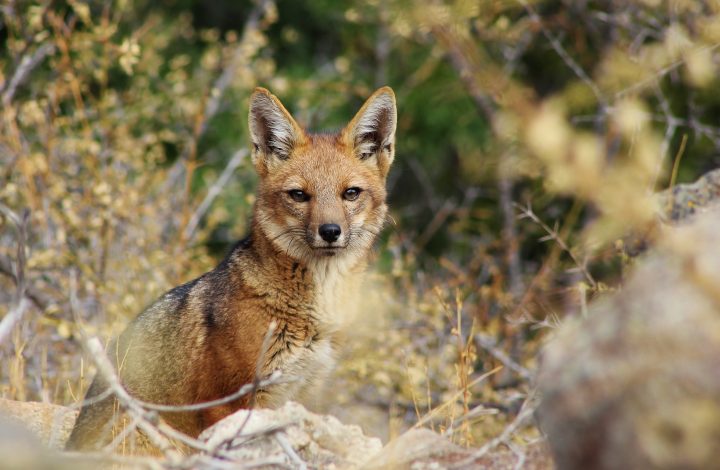 Estudio alerta bajo conocimiento de especies nativas