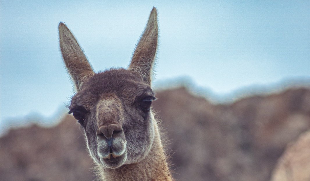 Aprueban fondos para monitorear al guanaco del norte