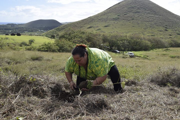 Conaf Inicia programa de arborización de Rapa Nui