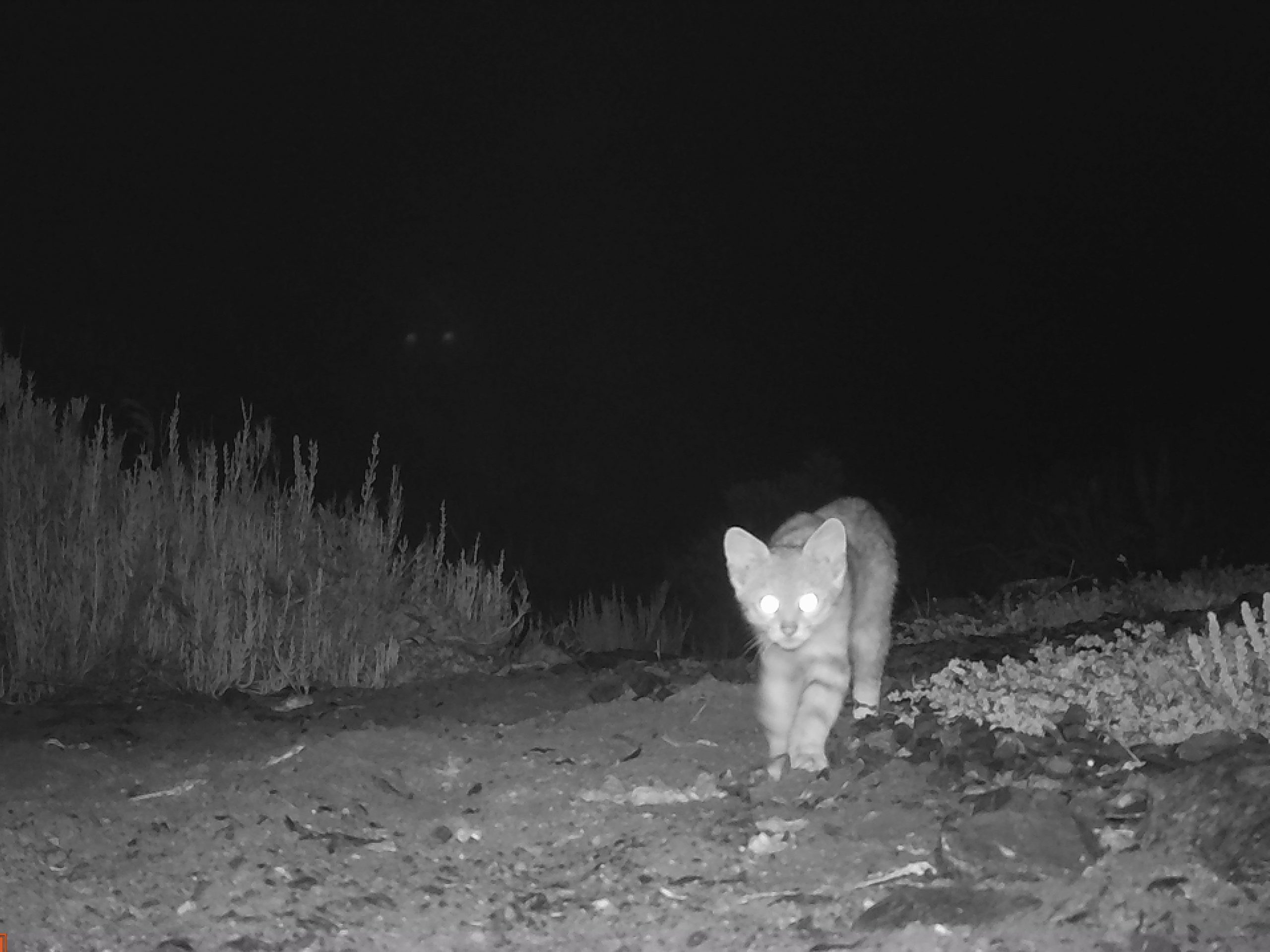 Detectan puma y gato colocolo en la costa de Atacama
