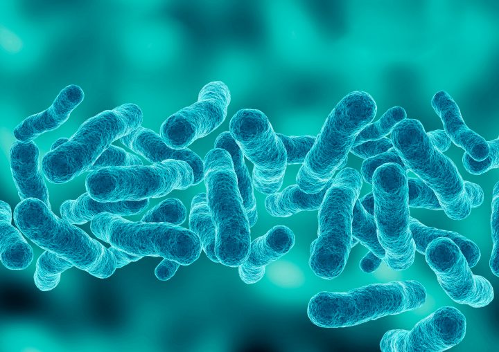 Nuevo probiótico chileno contra bacteria intestinal