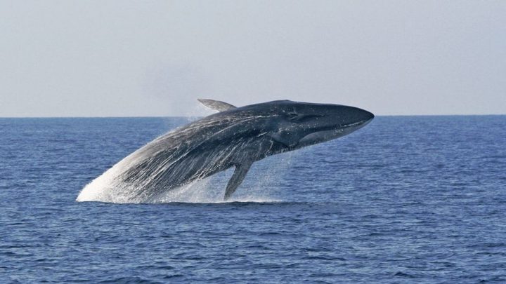Monitoreando el viaje de una ballena en las costas chilenas
