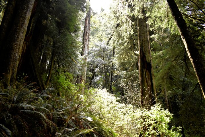 Cervezas con aromas de bosques nativos chilenos