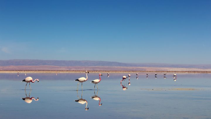 Congreso aprueba Día de las Áreas Protegidas de Chile