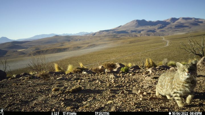 CONAF aportó más de 600 mil registros de fauna chilena