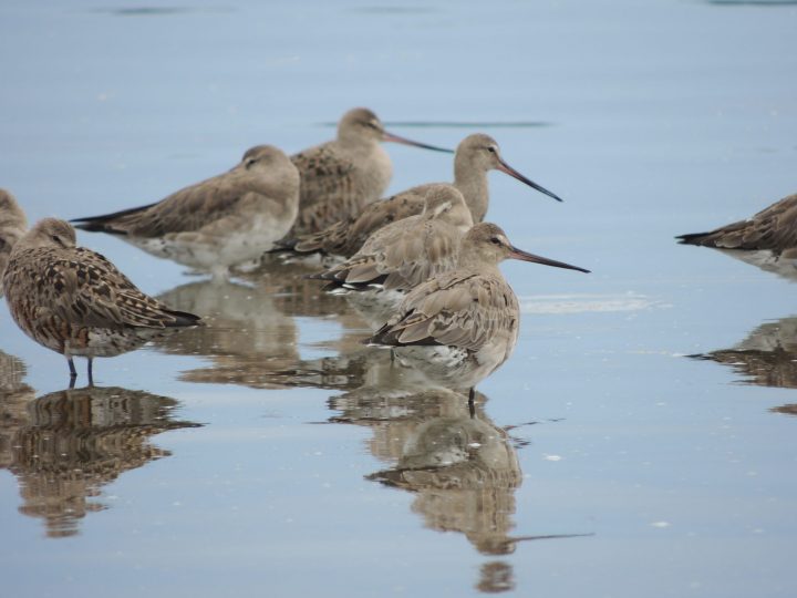 MMA lanzó Plan para la Conservación de Aves Playeras