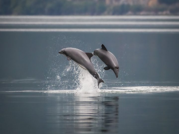 ¿Cuántos delfines chilenos existen en la Patagonia norte?