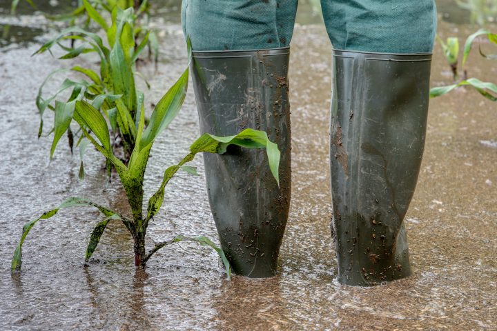 Agricultores preocupados por llegada de lluvias primaverales