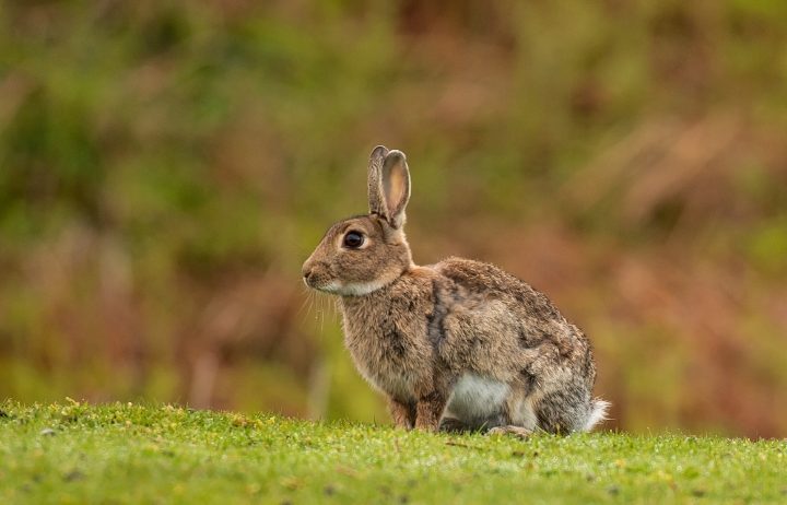 Conejo europeo: El enemigo de las especies nativas