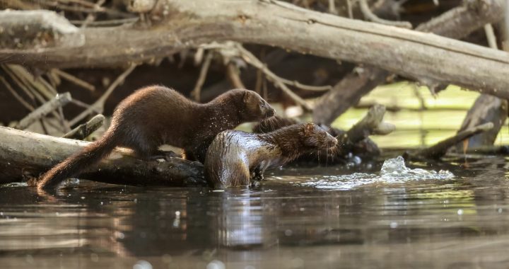 IPBES alerta del negativo impacto de las especies invasoras