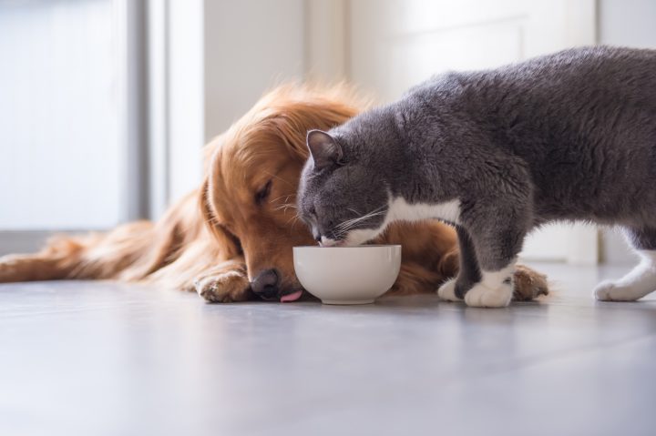 ¿Qué alimentos no darle a las mascotas en Fiestas Patrias?