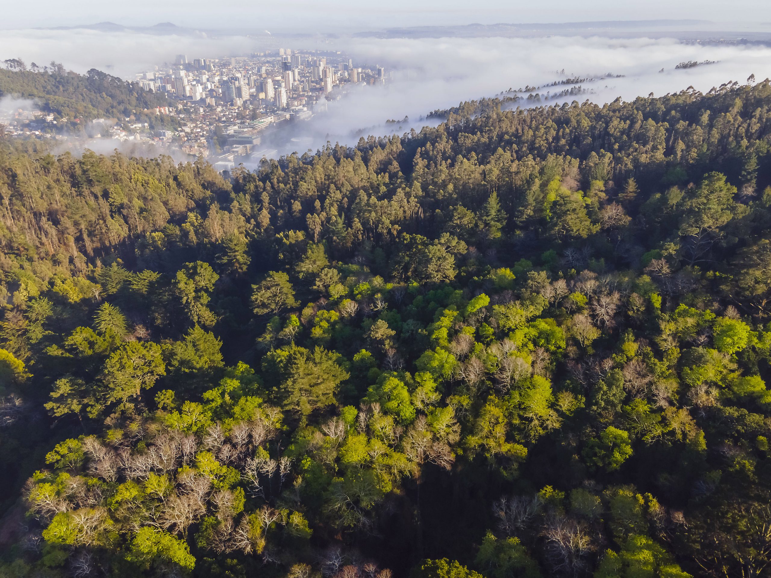 La primavera irrumpe en el Campus Naturaleza de Concepción