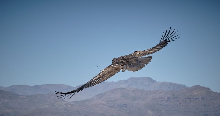 Cóndores vuelan sobre los 4.500 metros y viajan más de 600 km