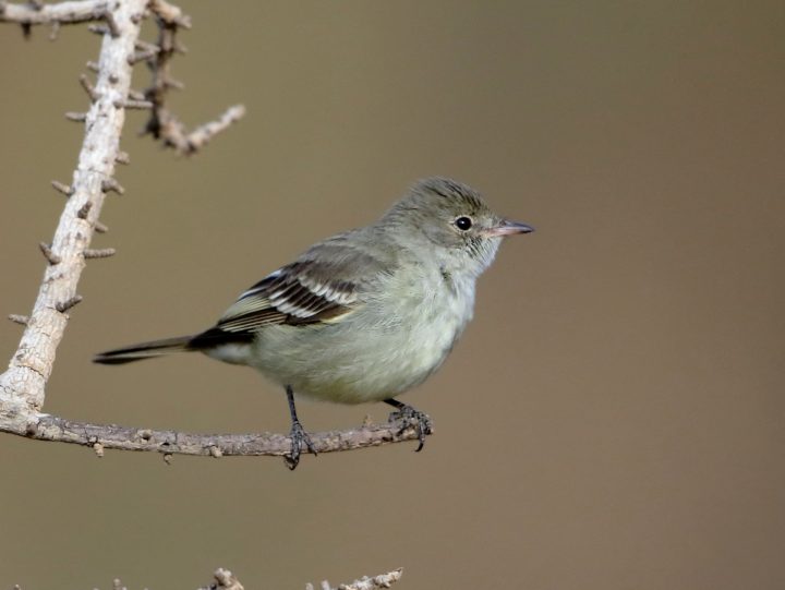 Aves que recorren más de 6 mil kilómetros hasta la Patagonia