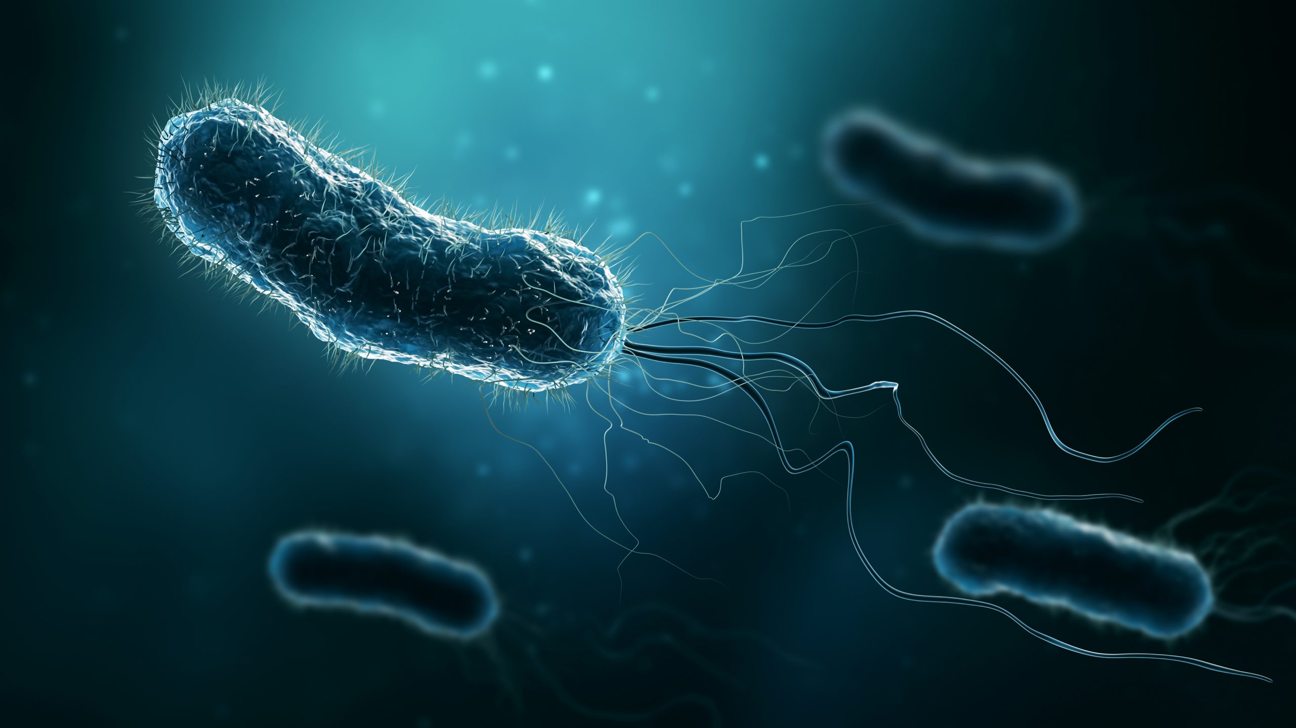 Alta prevalencia en Chile de la bacteria Helicobacter Pylori
