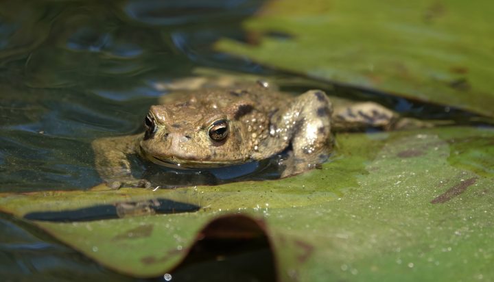 El 41% de los anfibios están bajo alguna amenaza de extinción