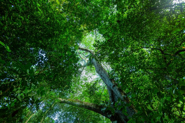 Comienza la implementación de la Ley Para la Naturaleza