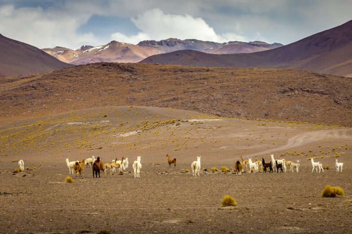 ¿Cómo la sequía cambió a comunidades en la Puna de Atacama?