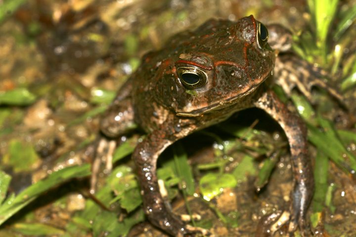 Descubren nuevas ranas diminutas en bosques de Ecuador