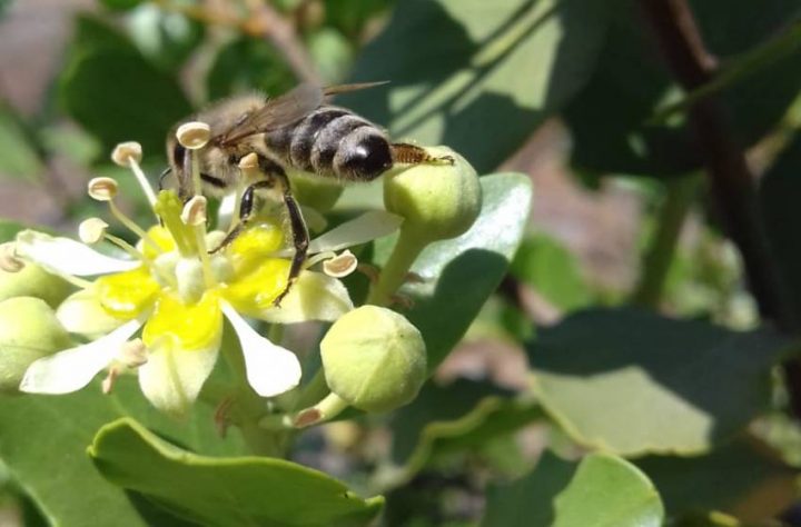 Mejoramiento genético del quillay para ayudar a la apicultura