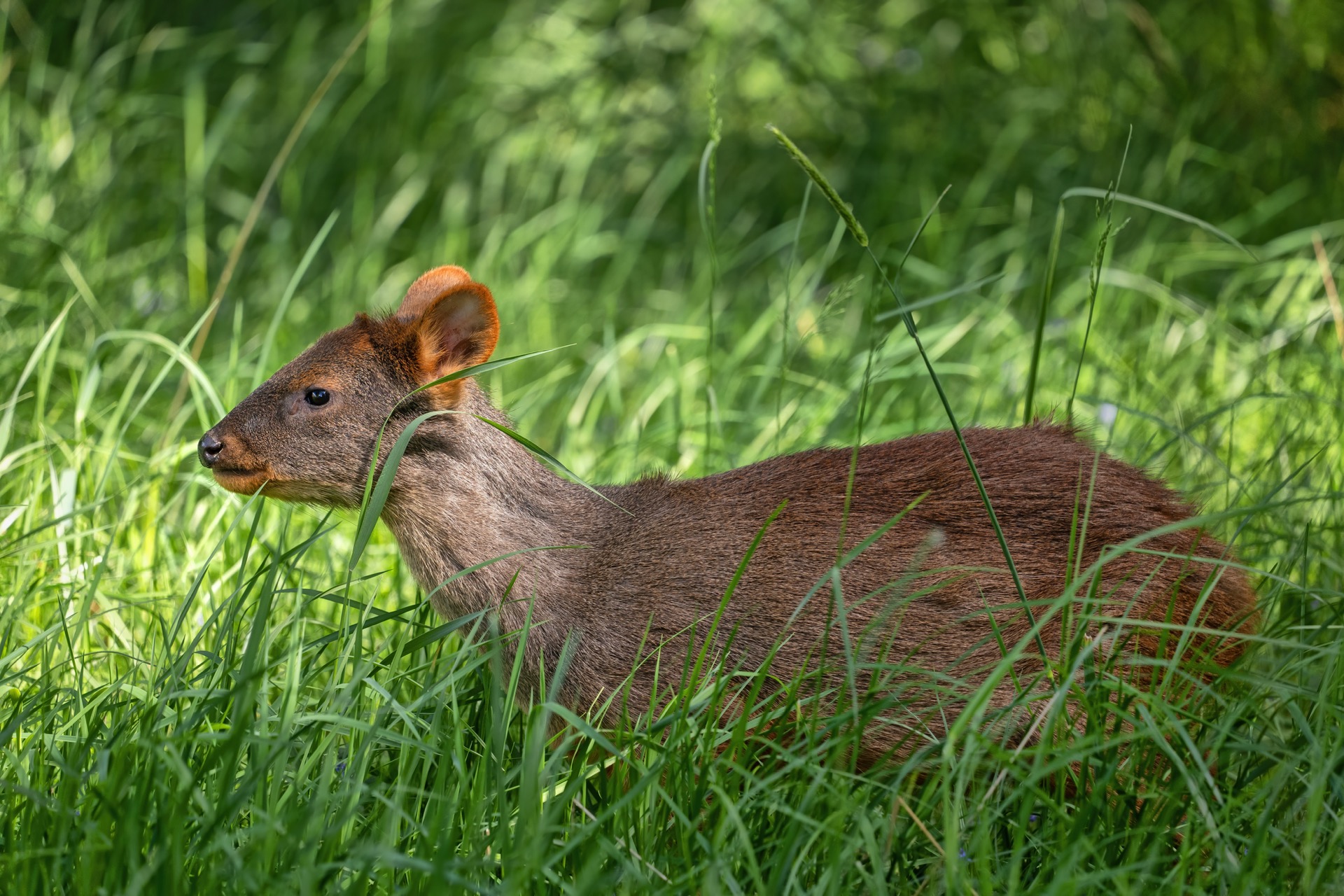 Bosque nativo continuo: La clave para la protección del pudú