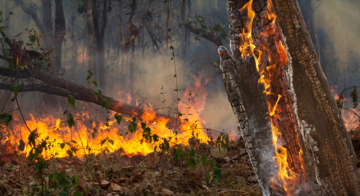 Concurso de I+D para la recuperación post incendios forestales